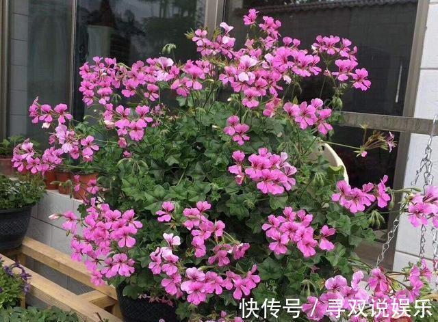 盆栽|养花不会施肥记住3点就行了,学会了“一生受用”