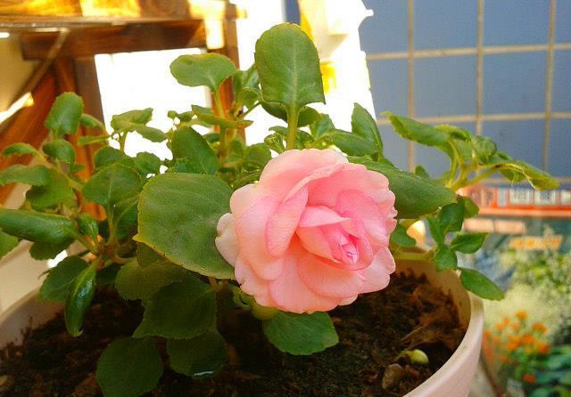 技巧|一种自带仙气的花,能扦插很好养,几点技巧让它长势好更多花