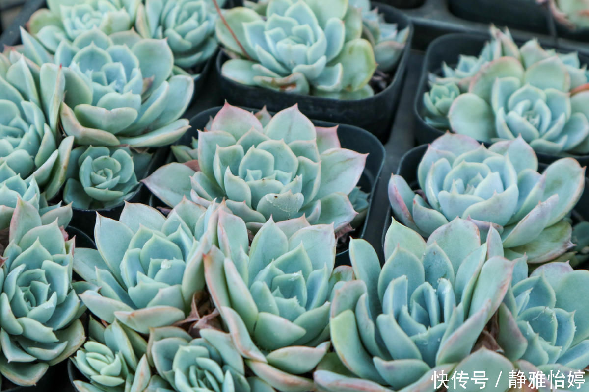 泡沫板别再扔了!拿来养花,轻松成为养花高手