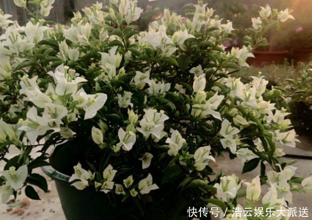 早秋,盆栽三角梅开花数量少了、个头小了怎么办抓牢4点足以