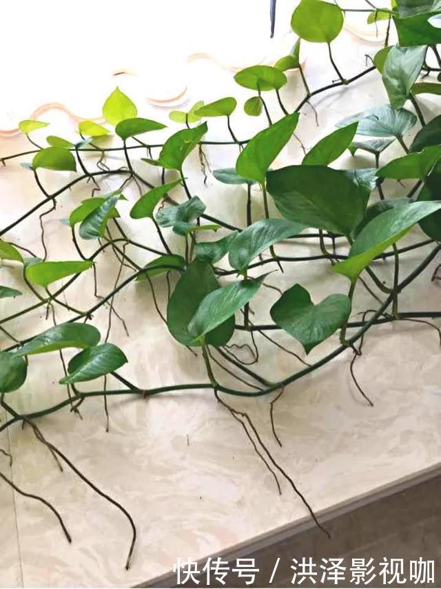枝条|绿萝长气根“别乱剪”，找对原因“用对肥”，半年长到2米