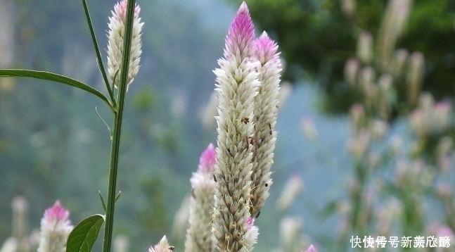 肝经|肝火大容易爆脾气？何为肝火，可用哪些中药？一文读懂