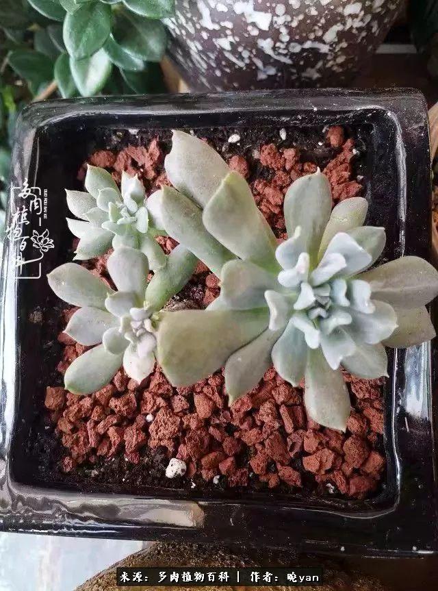 养多肉近四年，一路的走来，阳光总在风雨后！