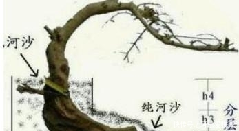 盆景新桩的栽培应该注意什么赶紧看看!