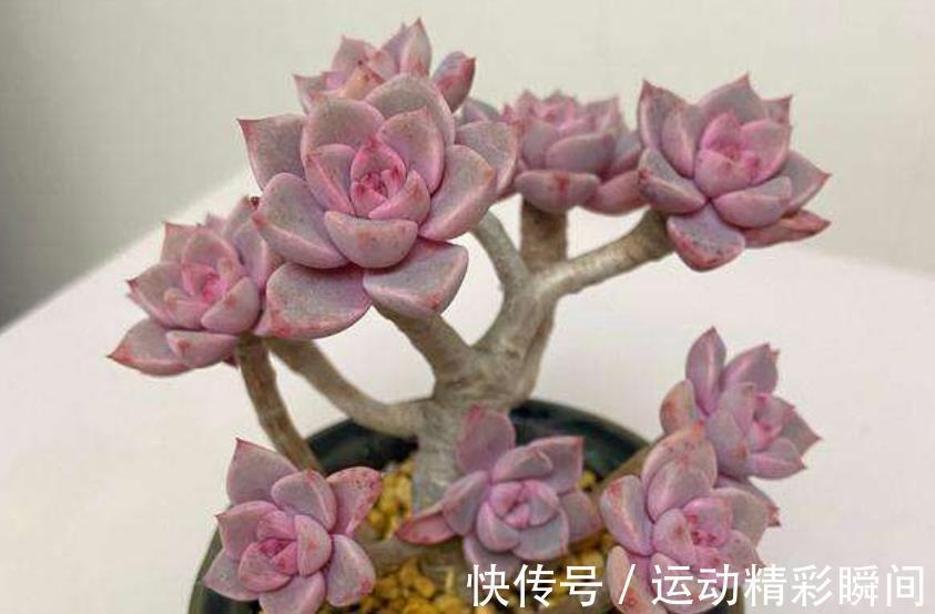 多肉红粉佳人,凭借3个优点让人爱不释手,喜欢多肉别错过