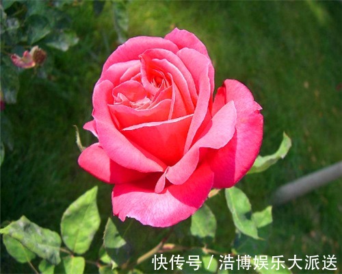 夏季|花卉如何度过多雨季节教你需要预防的3件事，别说没提醒