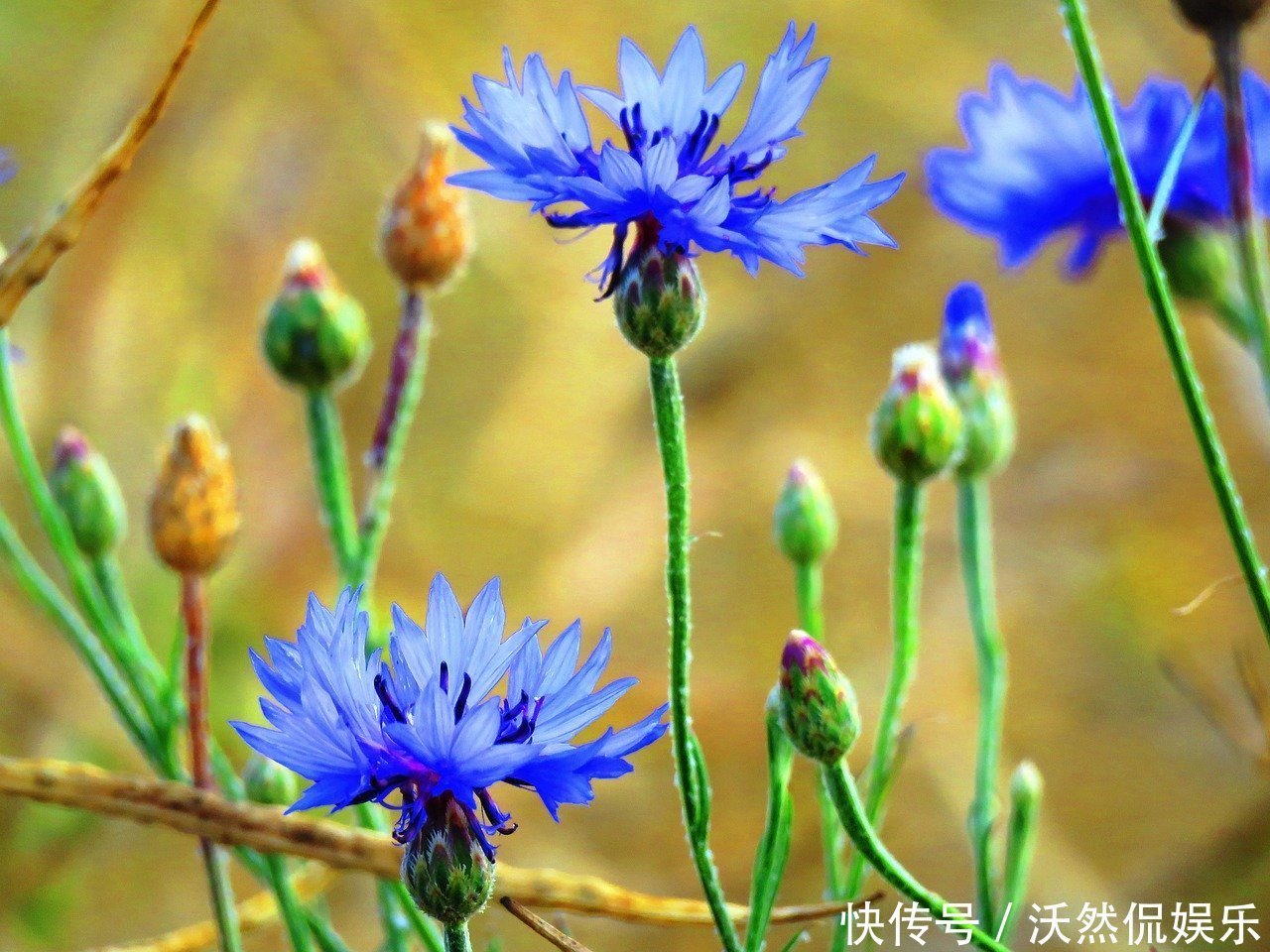 此花象征着幸福优雅,深受德国人喜爱,被誉为德国的国花