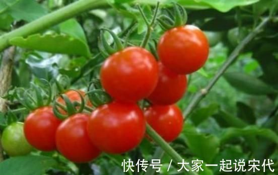 维生素常吃西红柿好处多,但不能与此食物一起吃,会影响身体健康