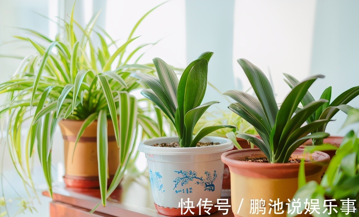 花肥|野外随便捡回家的松针,需要经过哪些“加工”才能养花补肥?