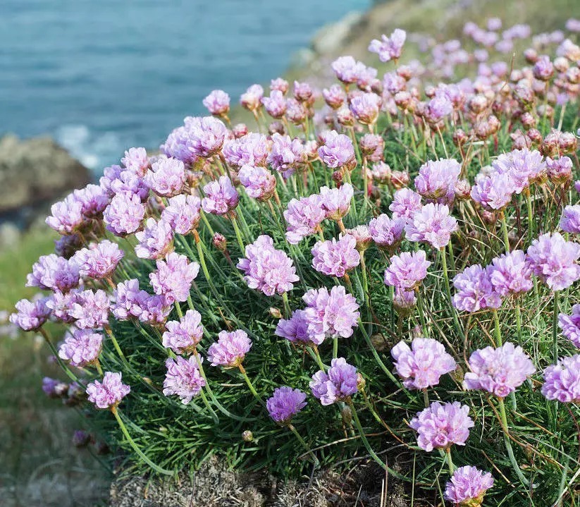 海 石 竹 花