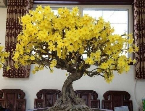 要想迎春盆景顺利过冬,花苞饱满,定要注意几点