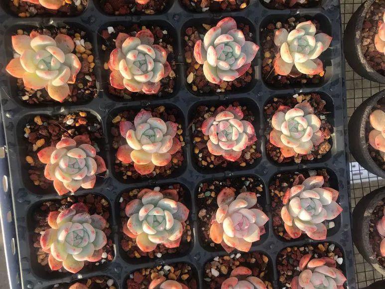 多肉法师不但长得快,颜色艳品种多,越看越喜欢!