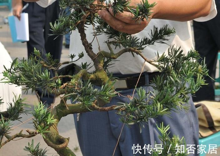 叶片|不注意这些细节,罗汉松越养越丑,养罗汉松必学的常识