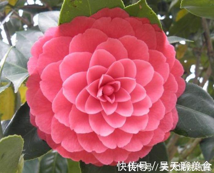 花色|4种花超漂亮,个个美出状态,好养又漂亮,一开就是300多天