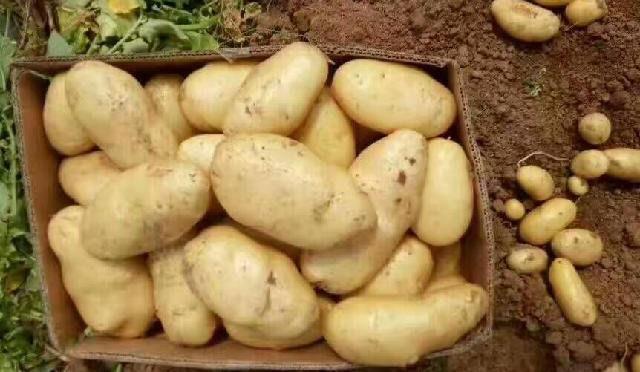 常吃|女性不想早衰，常吃三种食物，滋补身体，美容养颜，早吃早好