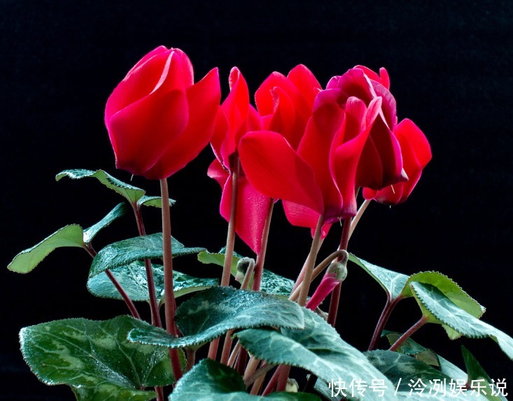 超美|2款适合新手种植的花,一养就爆盆,花大色艳,四季都开花,超美