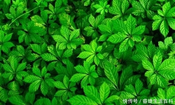 降血壓|農村被稱為“南方人參”，靈芝加點它泡水，對降血壓降血脂有奇效