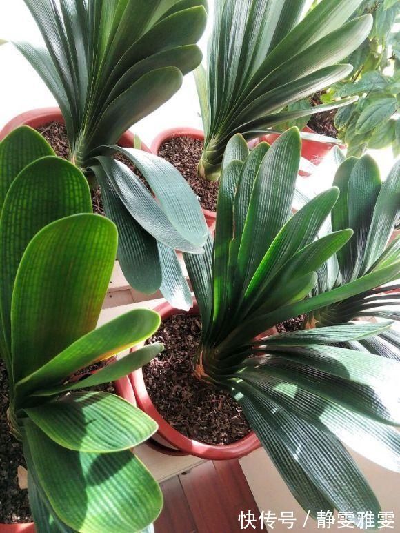 春夏秋冬养君子兰,浇水各不相同,“诀窍”在手,开花成“群”