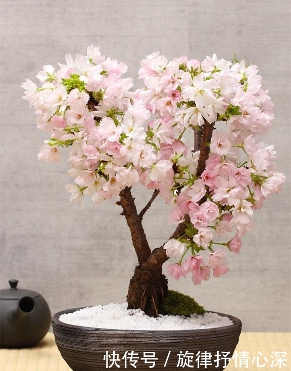 美到窒息的樱花盆景,养上一盆后,可以在自己家阳台看花开花落!