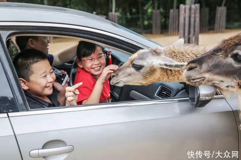 夏天|这个夏天撒点野 端午假期来动物世界“粽”享欢乐