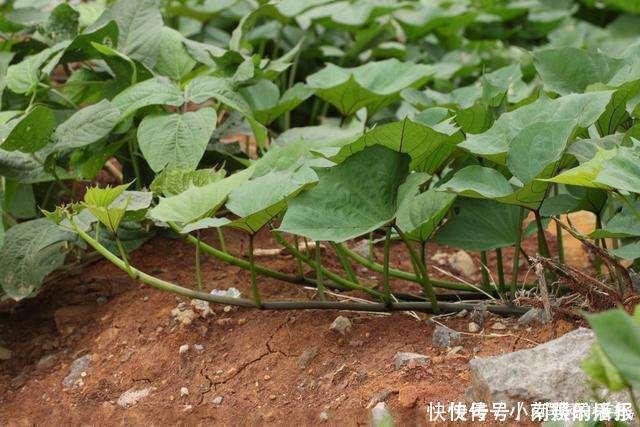 茎部|此种野菜，很多人只在意它的根，殊不知它的叶子更美味，到底是啥