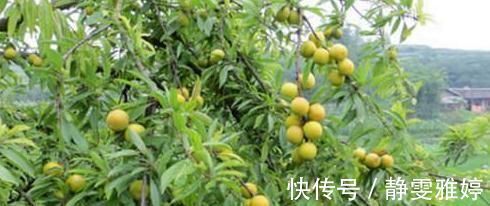 天门冬素|乡下此果掉在地上没人捡,城里人买的时候很贵,很多人吃不起