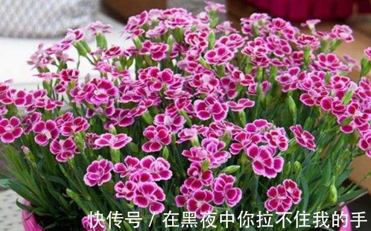 吊兰|4种花自带财运，好养易活不招虫，比牡丹好看，比吊兰好养