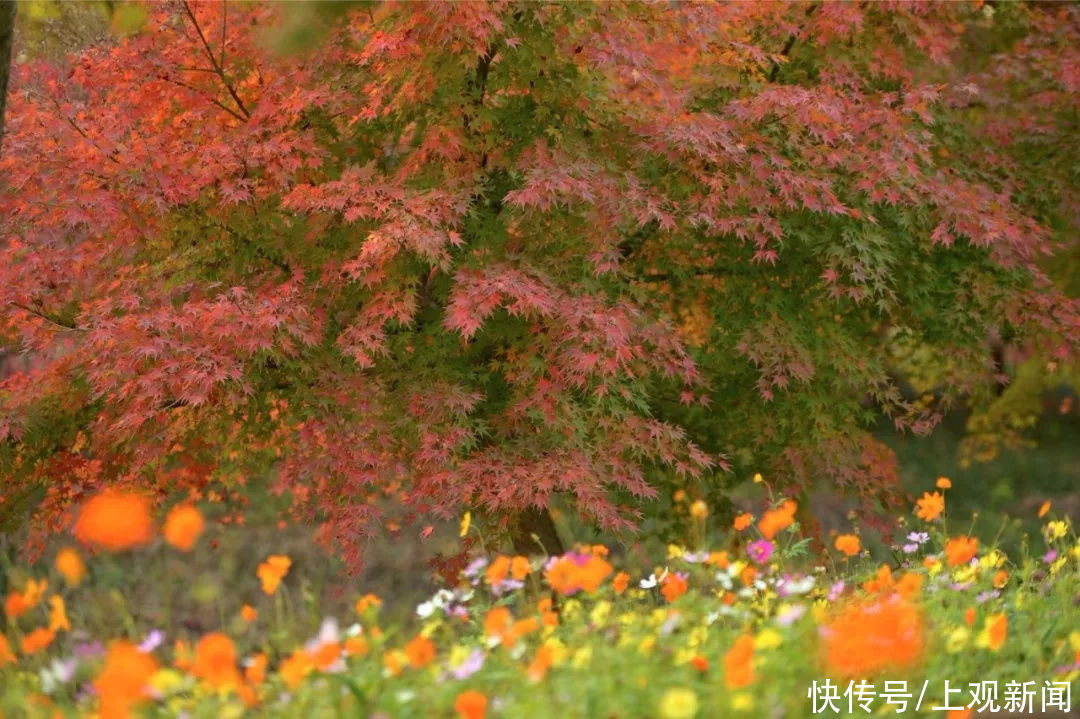 花开海上秀|金山这里的红叶都“疯”了，还不快去打卡这片“红海”