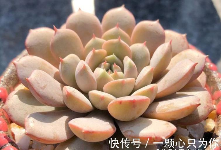 隔壁的克拉拉号称亚洲第一女神,你家的克拉拉是不是最美的多肉?