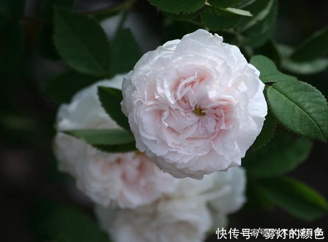 20款古老月季。数百年唯美传承，个个经典又抗病。远胜现代月季