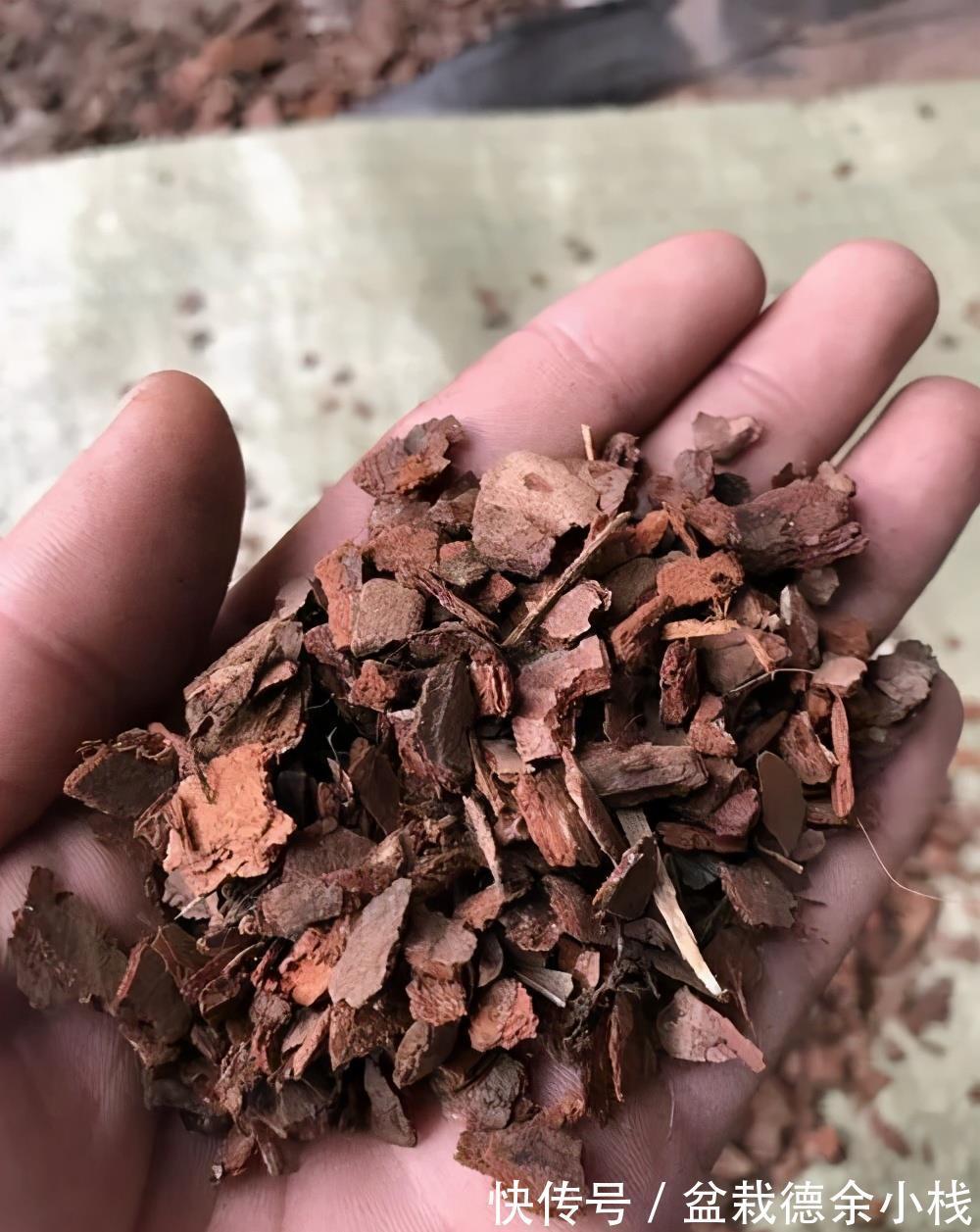 根系|君子兰花后也要做月子，不然可能再也开不了花