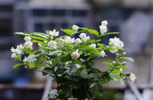  花肥|2斤西瓜皮丢桶里，加点水，不黄叶不烂根，花一开100朵