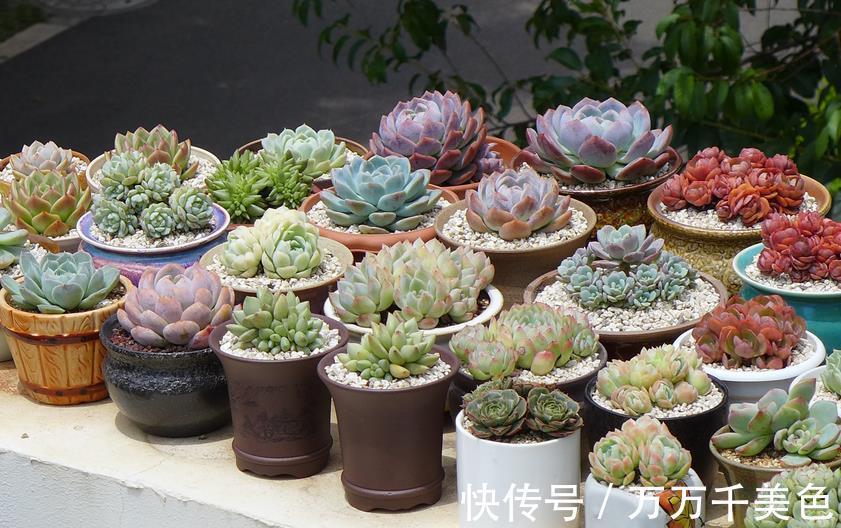 养护|室内阳台养多肉，有“2好2无奈”，一般人都会中招