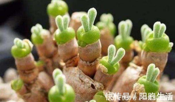 美靓多肉|女同学喜爱的8种“美靓多肉”，就是难养了点，看看你都养过没！