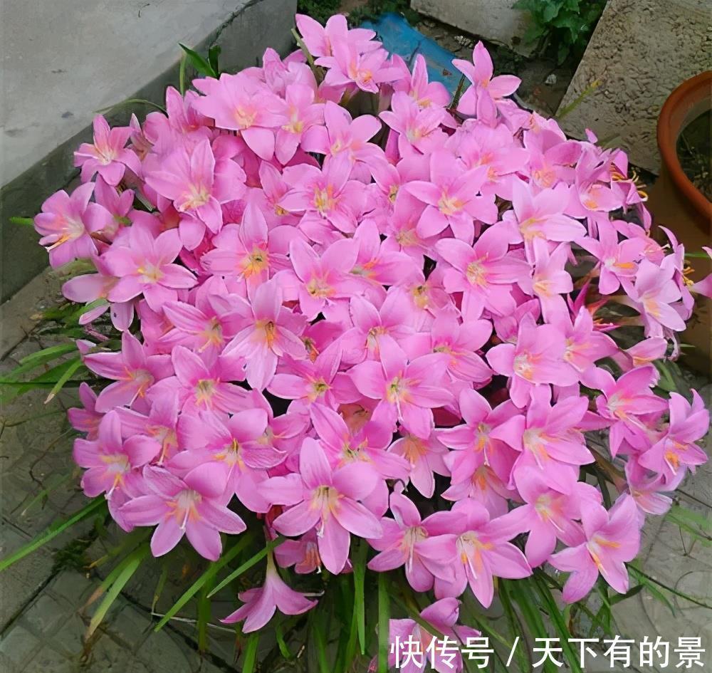 风雨兰|3种漂亮花,夏天也别搬进屋,多晒晒多淋雨,长势旺开花美