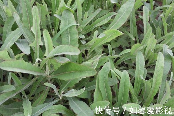 马齿苋|在农村见到这种野菜,切记只摘叶子,不要拔根,因为太珍贵了!