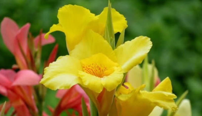 最有仙气的3种花,家里养一盆,开花漂亮花期长,谁养谁喜欢