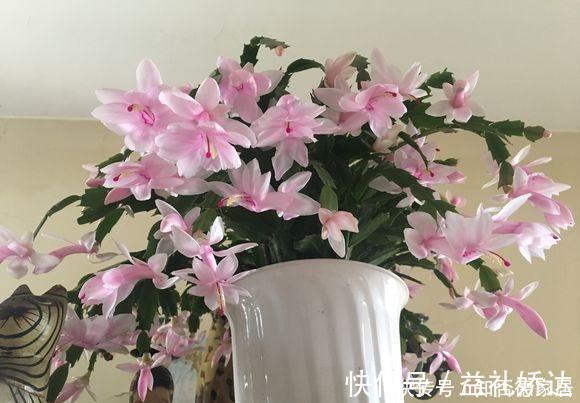 浇水|蟹爪兰“半死不活”蔫蔫的?3个技巧,叶片杠杠厚,冬天又开花