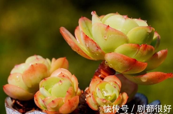 想打造多肉十里桃林?别只盯着桃蛋,此8个品种也许更合你的口味