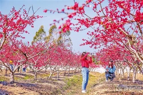 山坡|百花齐放春意闹