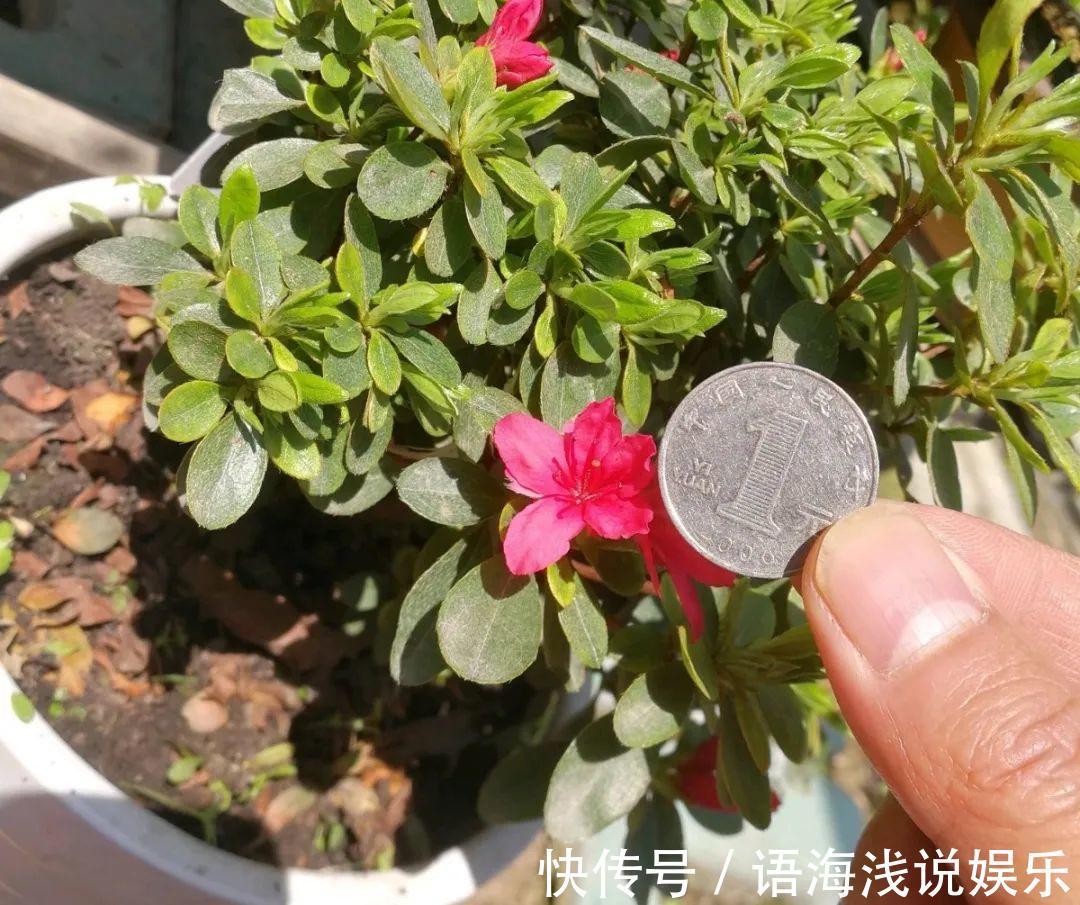 君子兰越小越值钱,养了4年,只有硬币大!