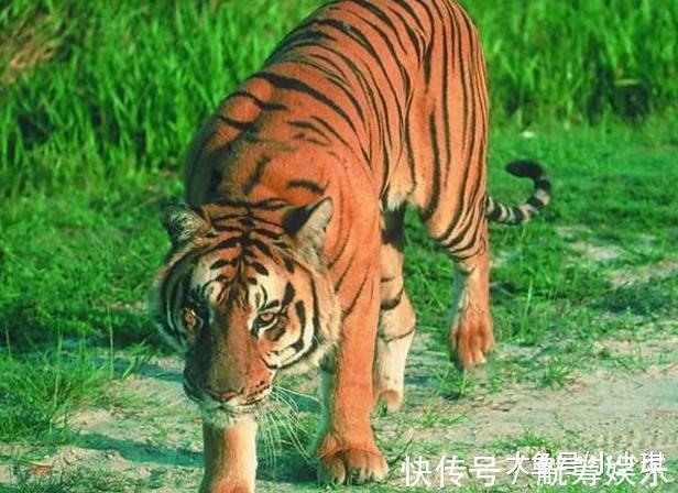 妙笔#千古绝对! 上联 妙笔生花花生米, 下联经典到爆!