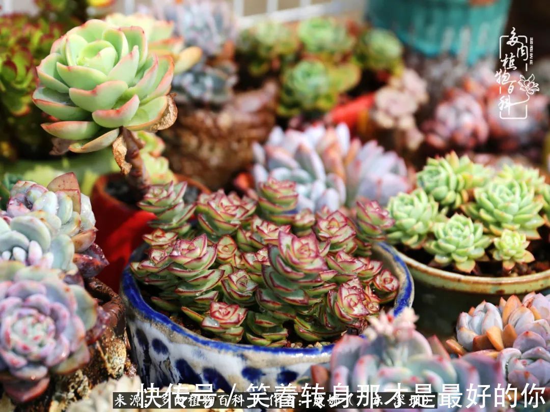 曾经的美肉,谢谢你们都惊艳过时光,谢谢你们都陪过我!