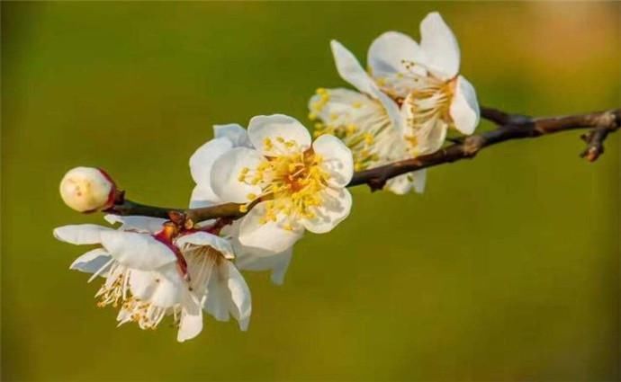  花落|王国维感人的梅花情词，郎似梅花侬似叶，不说花落早，只说叶生迟