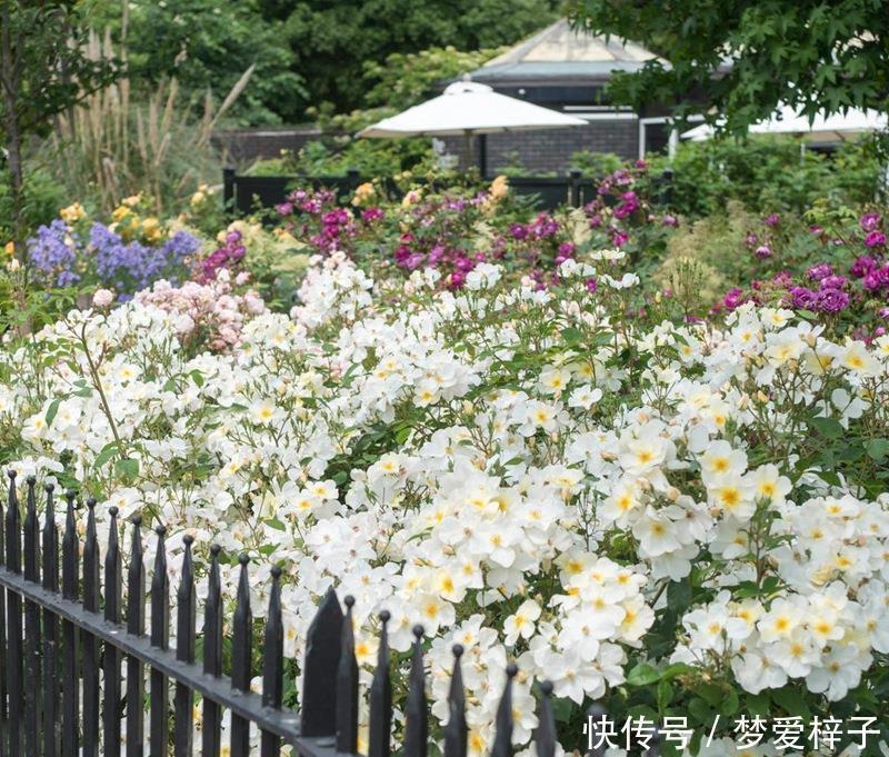 3种“美女花”值得拥有,花色清新,容易开爆盆,好看又好养,美极了!