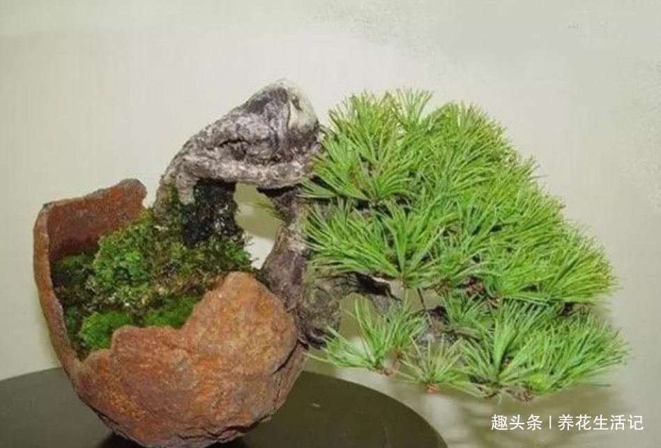 黑松盆景不发芽,做好“4个”主环节,生长旺“出芽”率高!