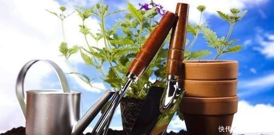 花盆|养花浇水要懂“见干见湿”,如何理解怎么把握你知道吗!