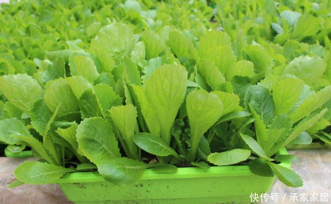 温度|气温低不好养花,不如学种菜,生长周期短成熟快,不用花钱买菜了