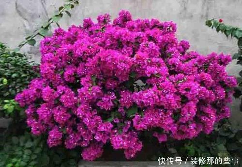 叶子|夏天三角梅有“三怕”，难怪只长叶子不开花，做对才能开出群花