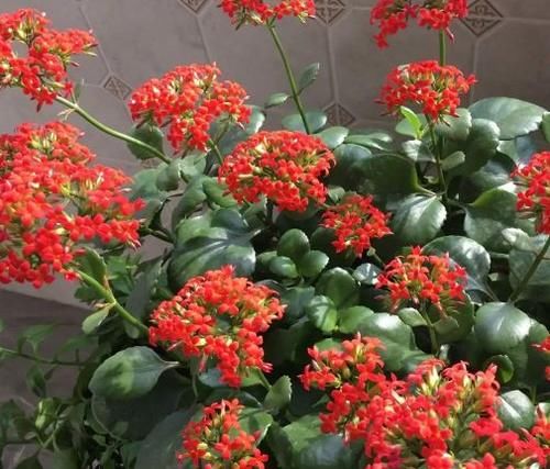 3月前后天气渐暖,养这几样植物,舍得撸叶子摘顶才能开花越漂亮